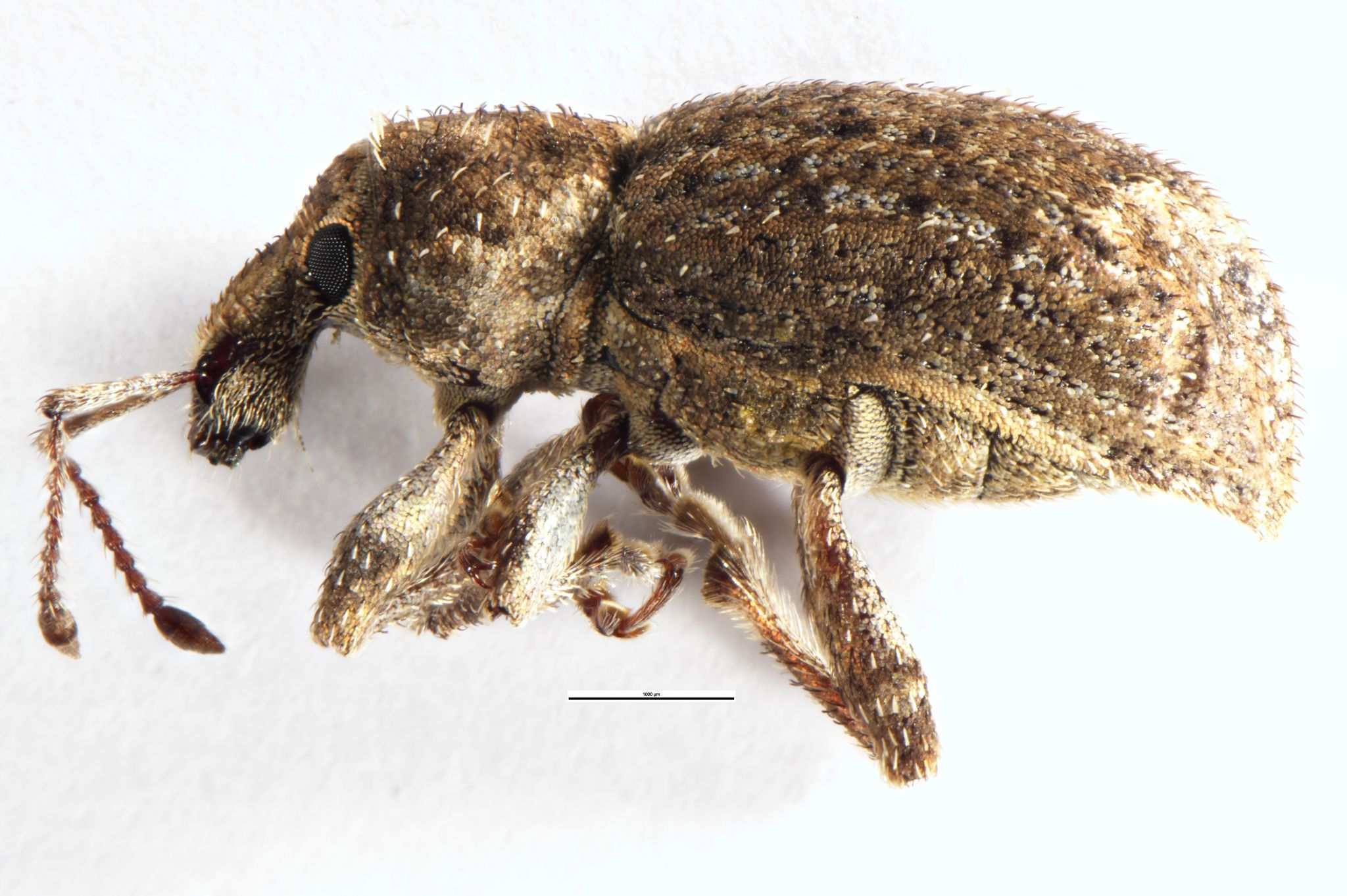 Irenimus parilis