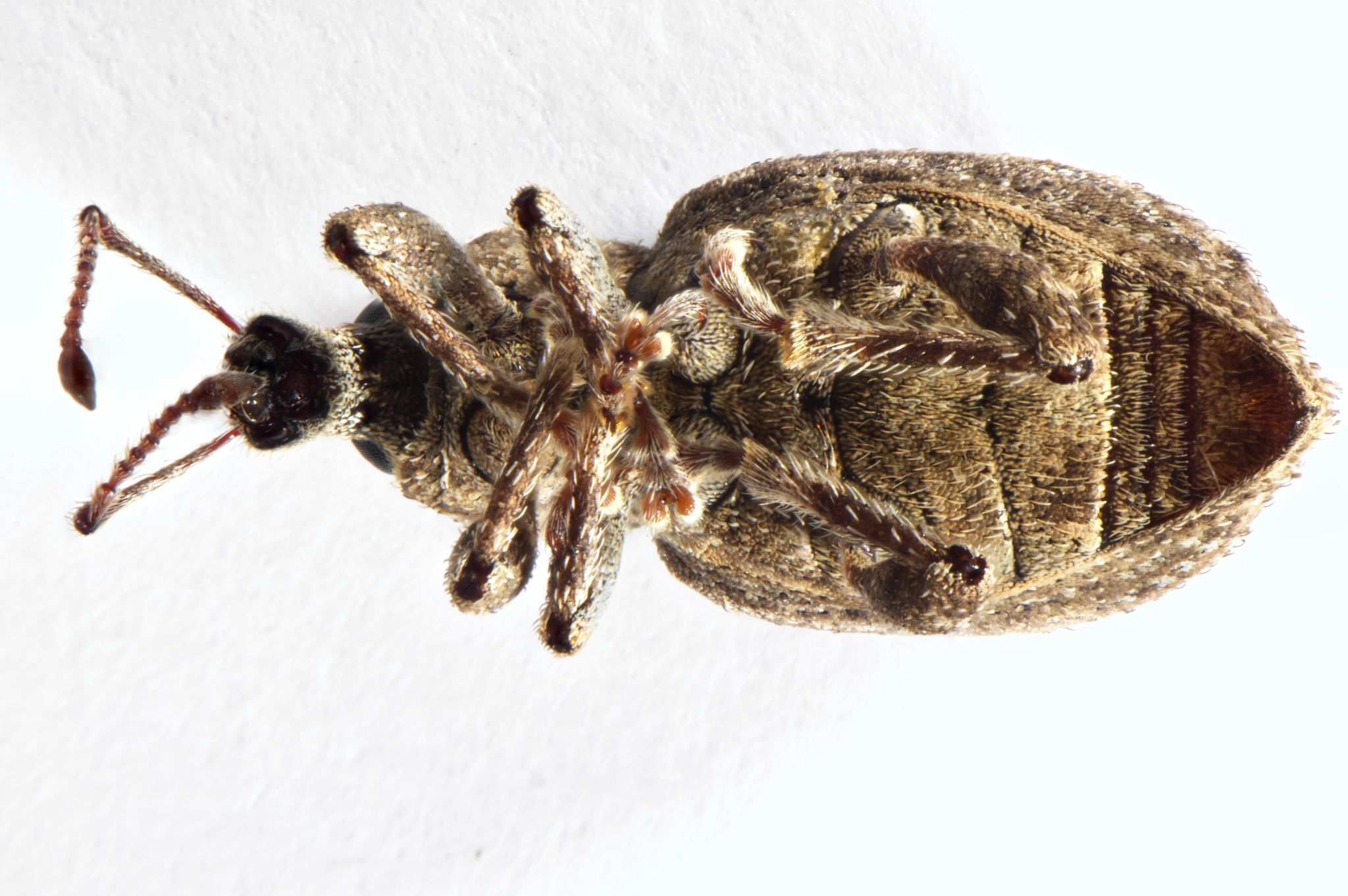 Irenimus parilis
