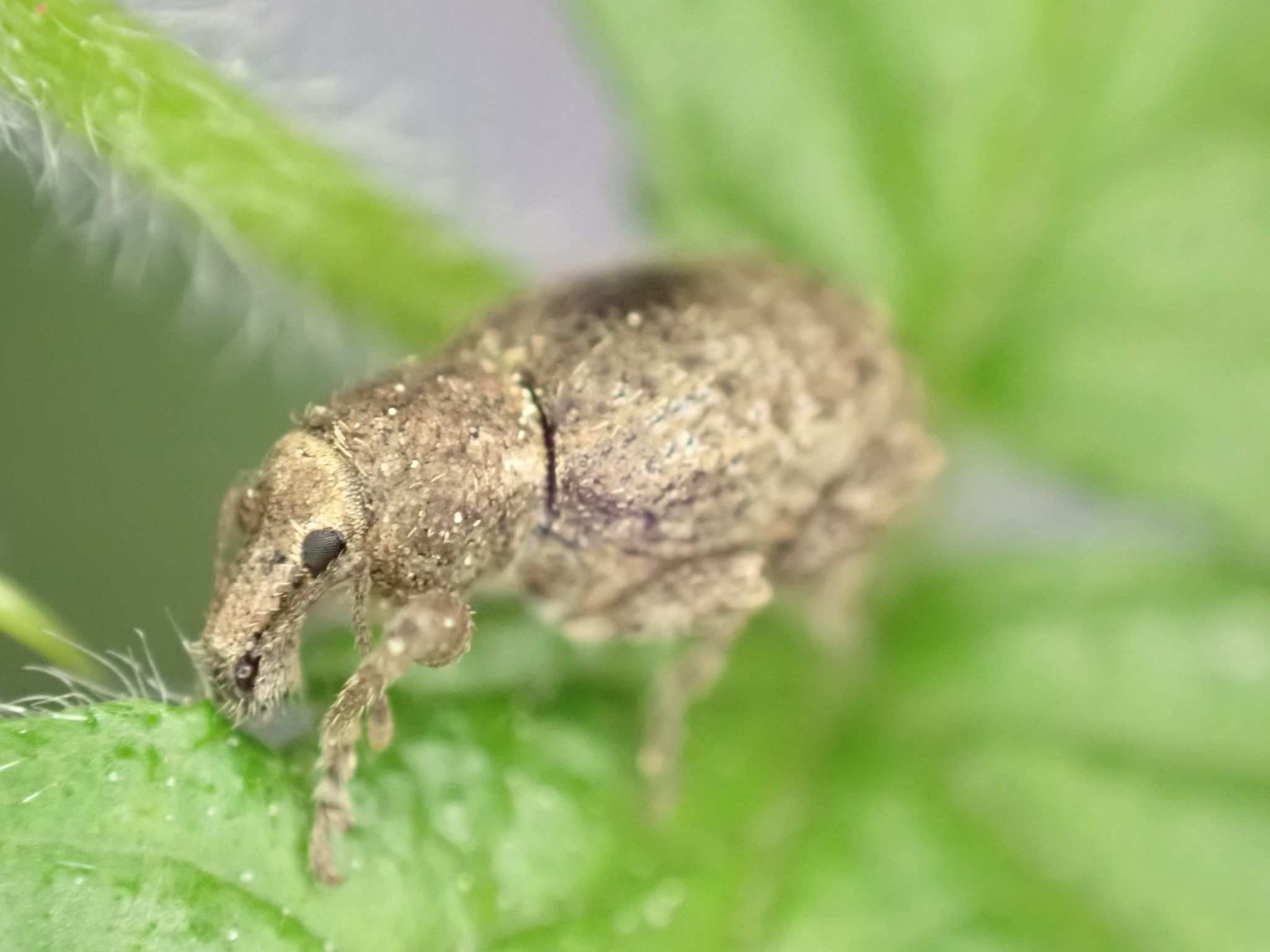 Irenimus parilis