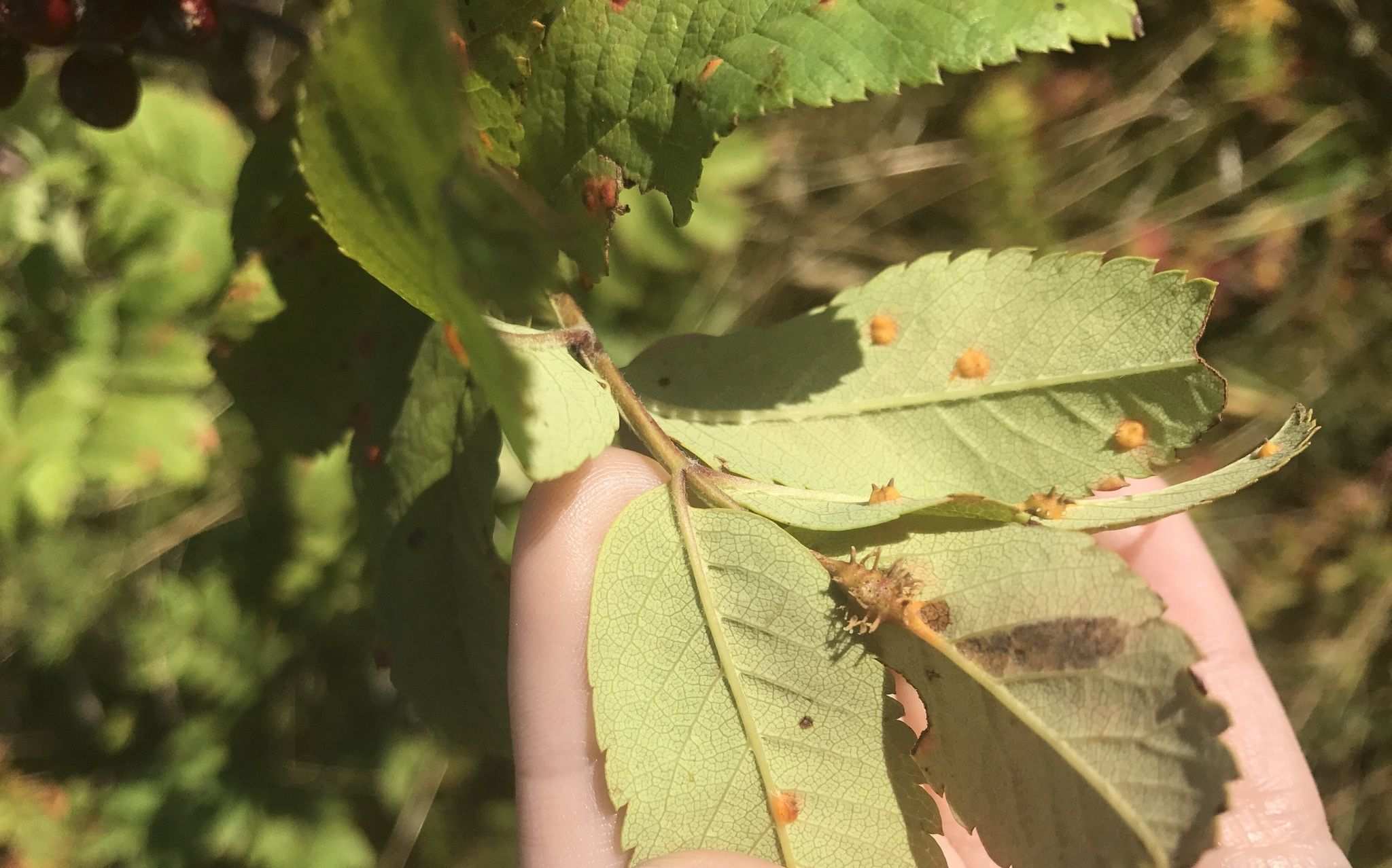 Gymnosporangium cornutum