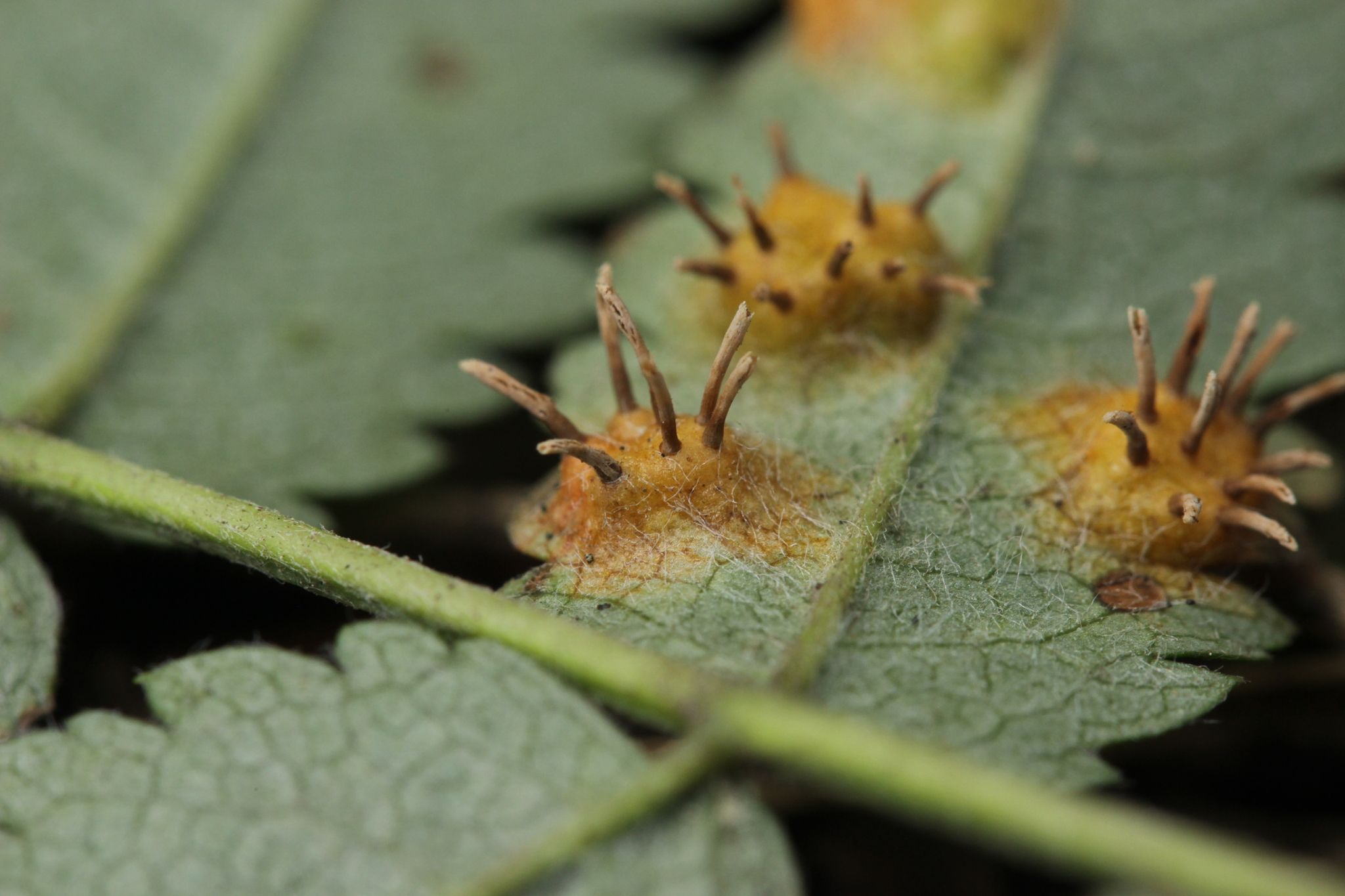 Gymnosporangium cornutum