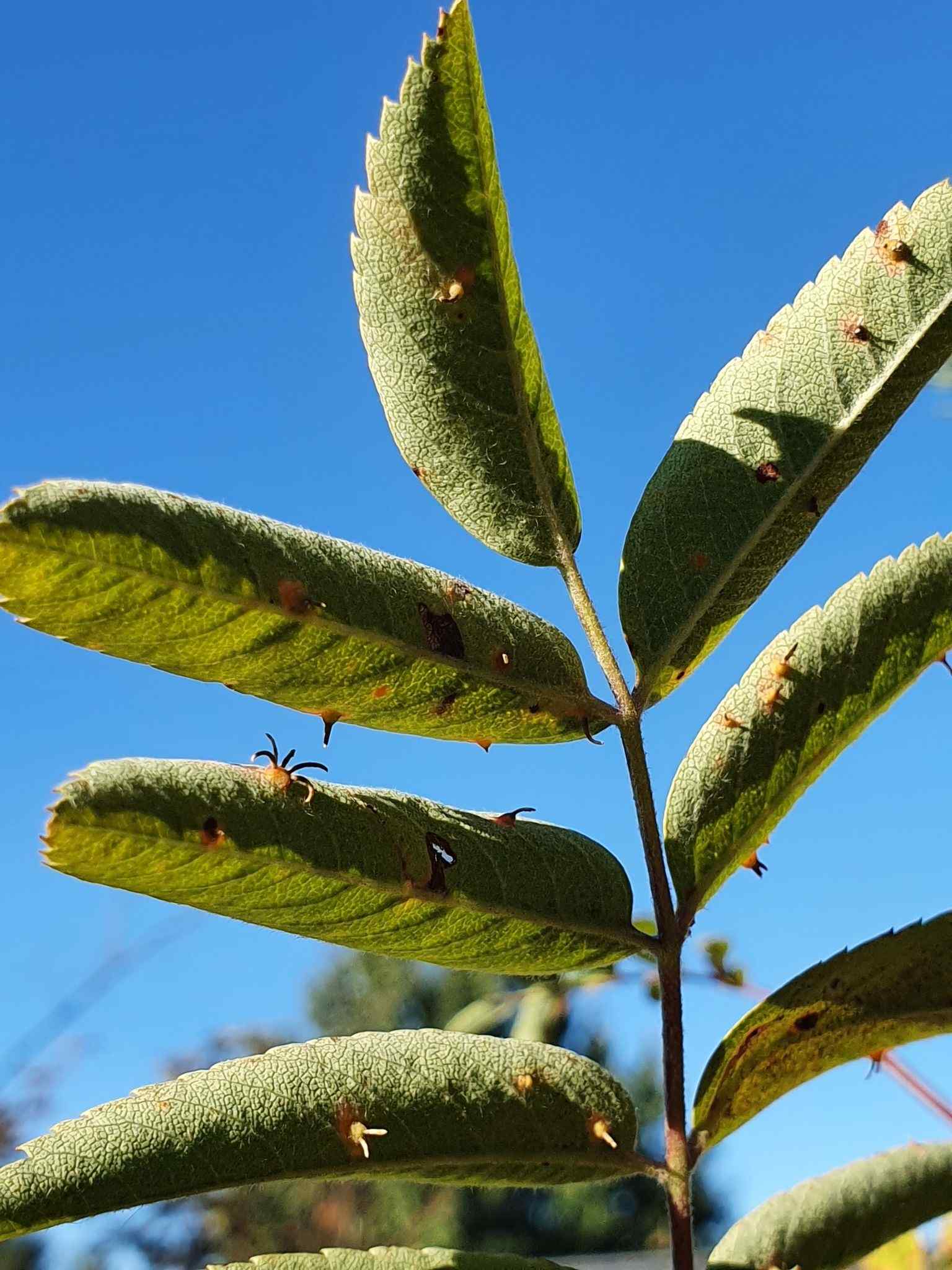 Gymnosporangium cornutum