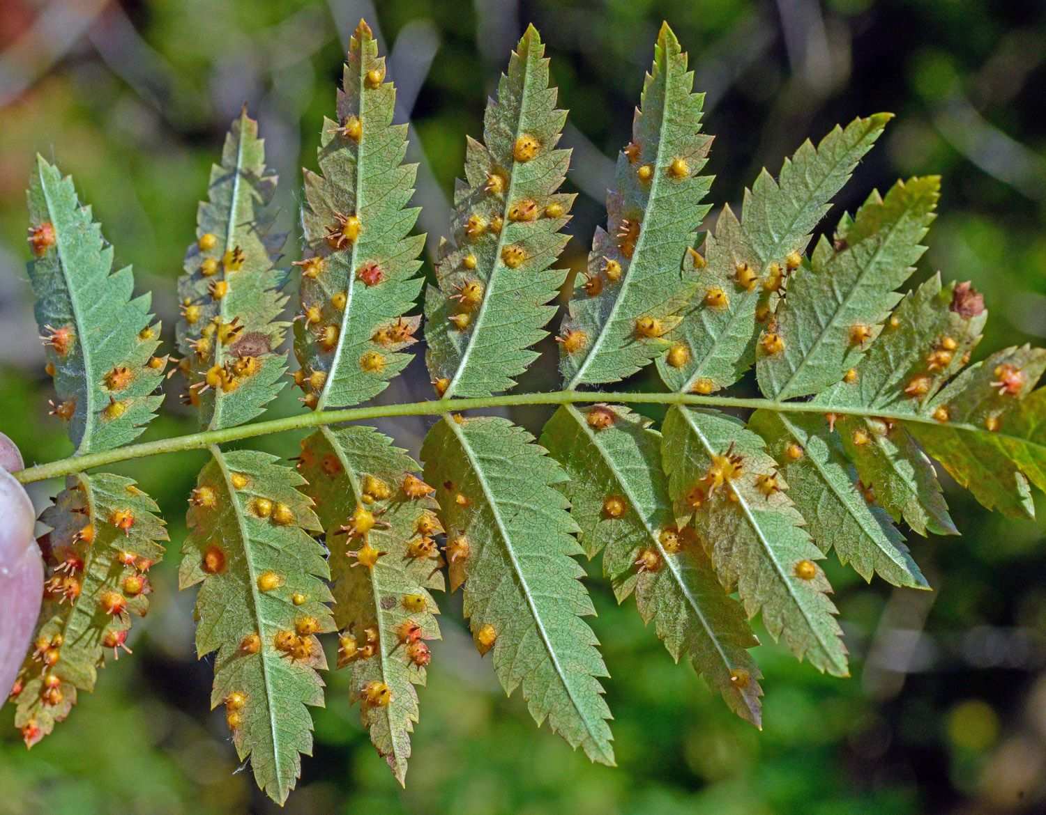Gymnosporangium cornutum