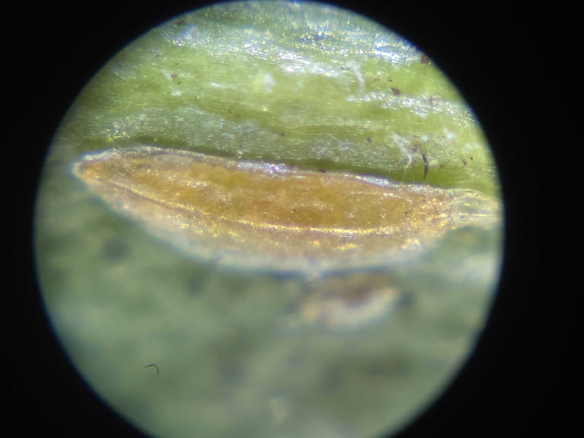 Fiorinia proboscidaria