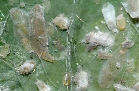 Fiorinia proboscidaria