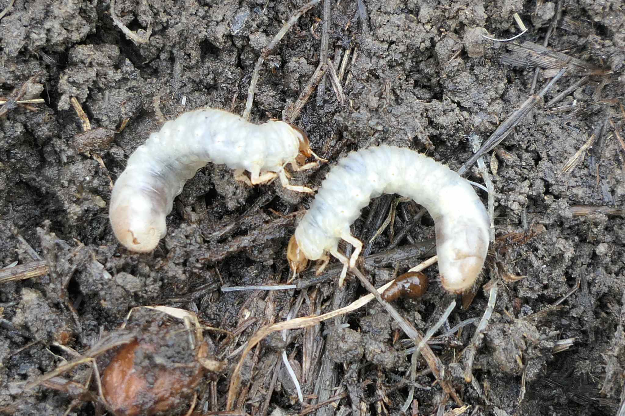 Odontria