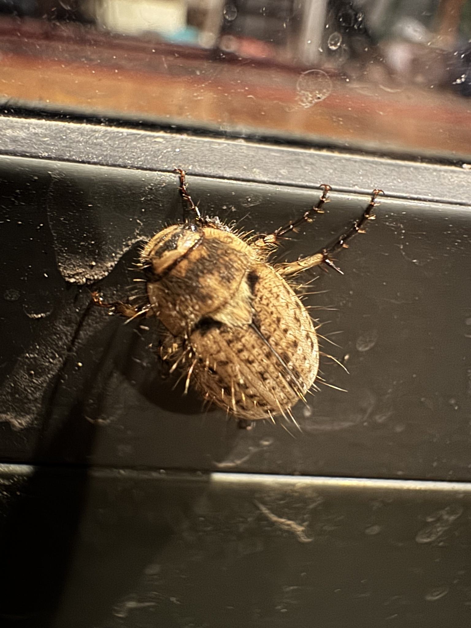 Odontria