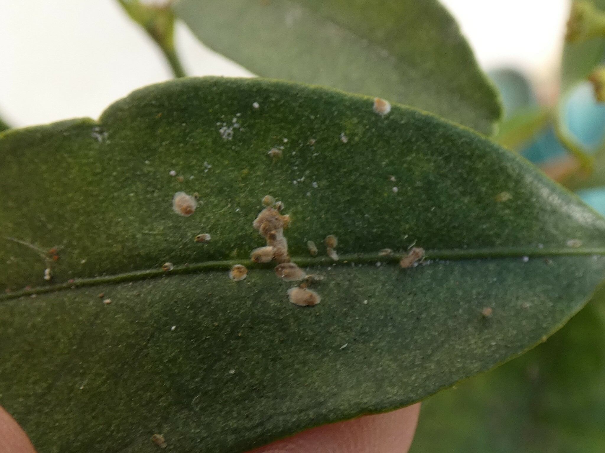 Parlatoria pergandii