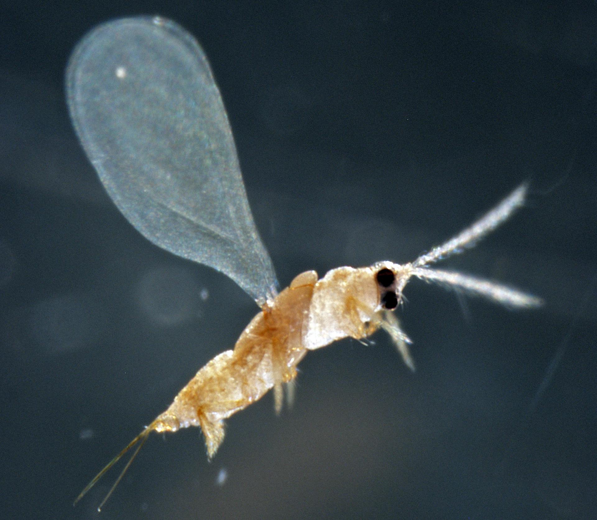 Parlatoria pergandii