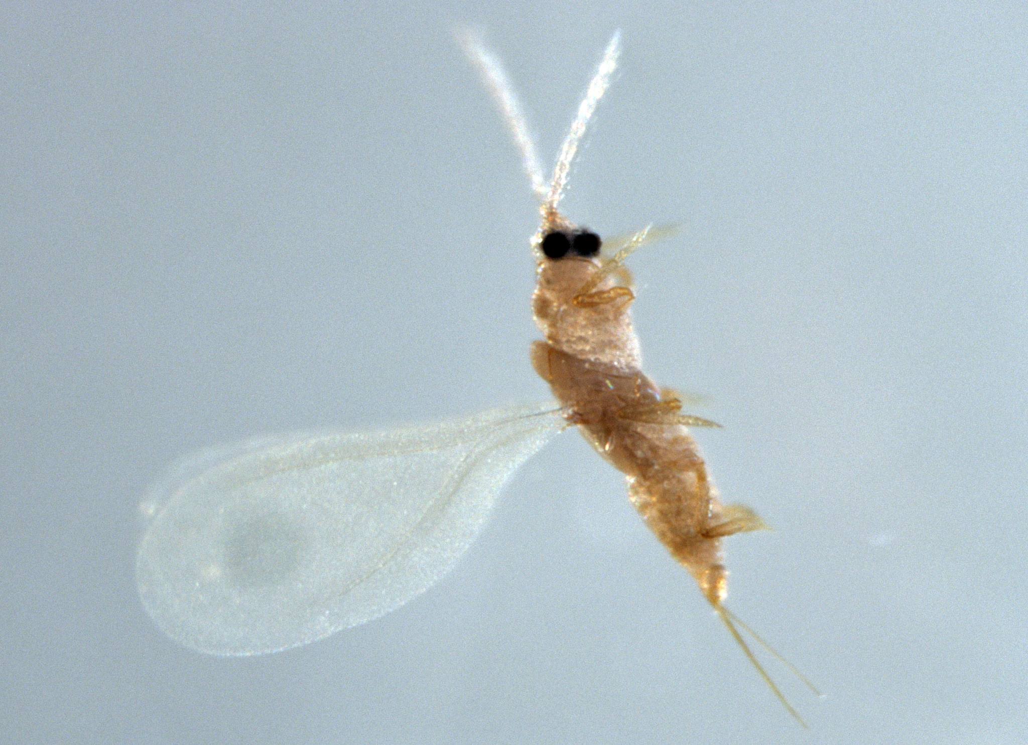 Parlatoria pergandii