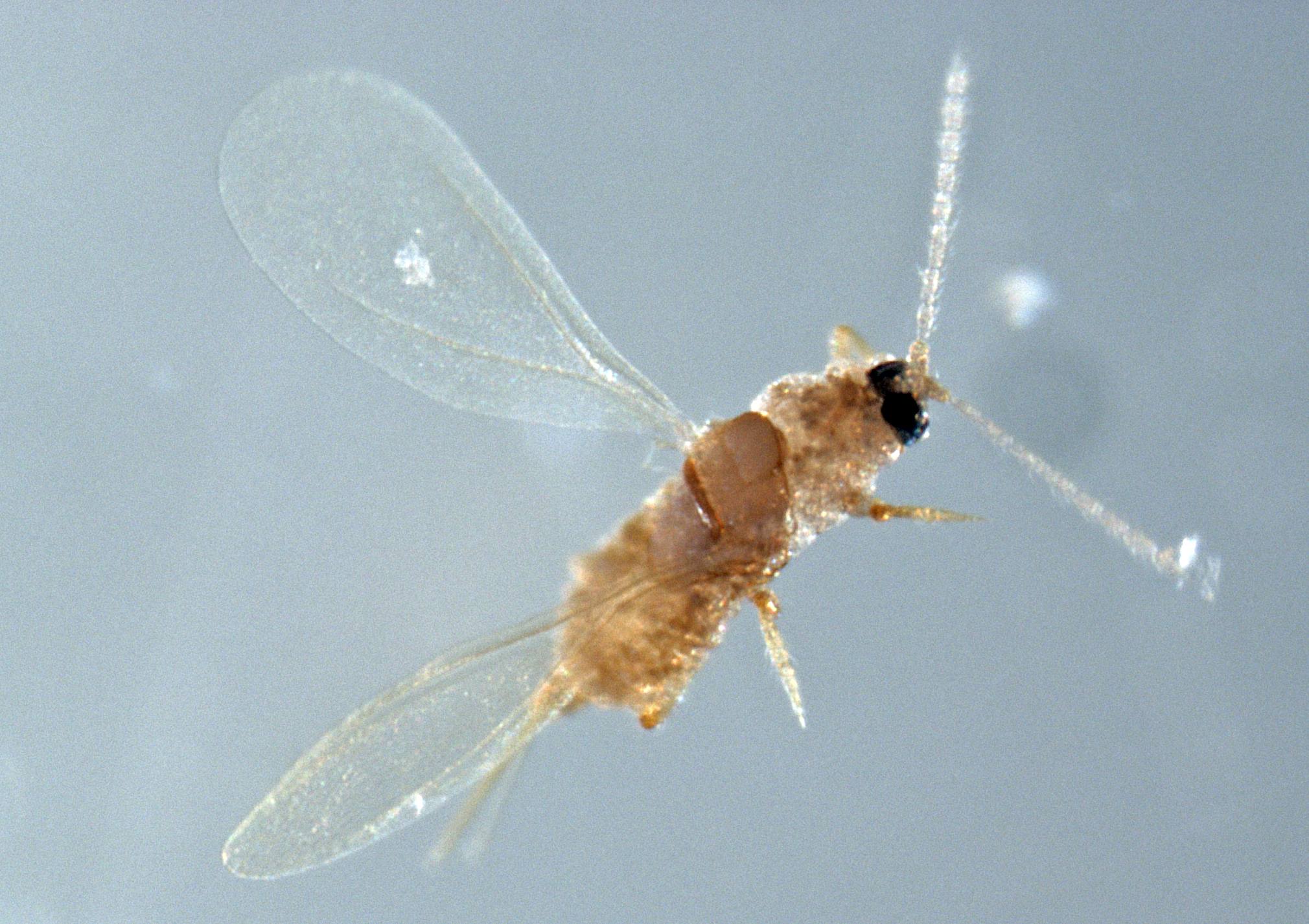 Parlatoria pergandii