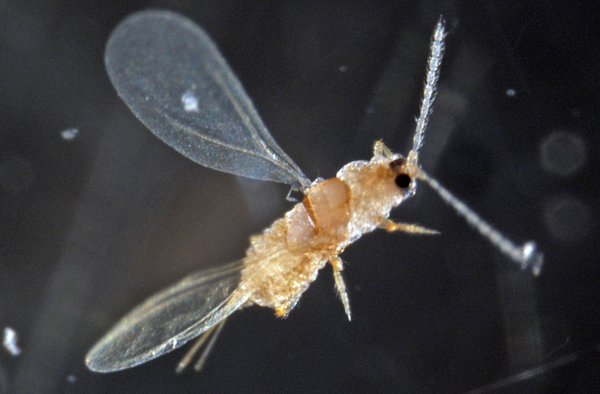 Parlatoria pergandii