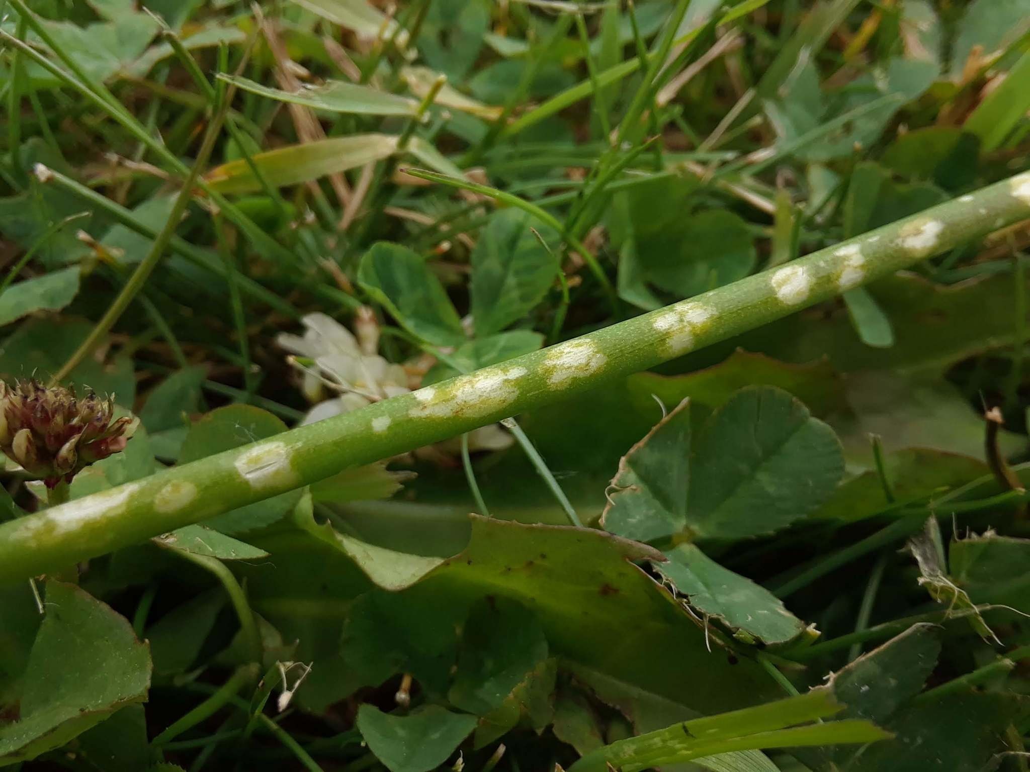 Botrytis squamosa