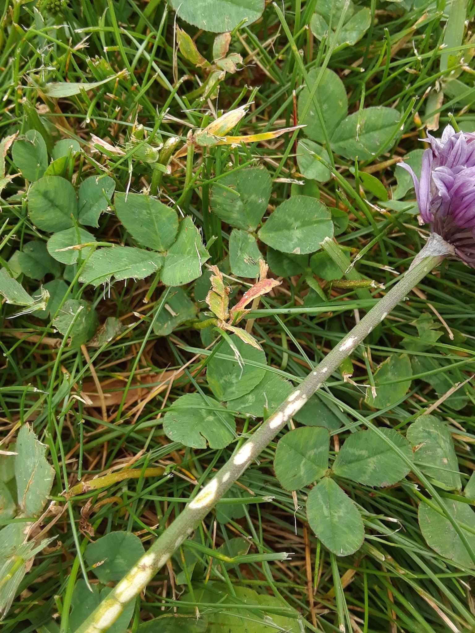 Botrytis squamosa