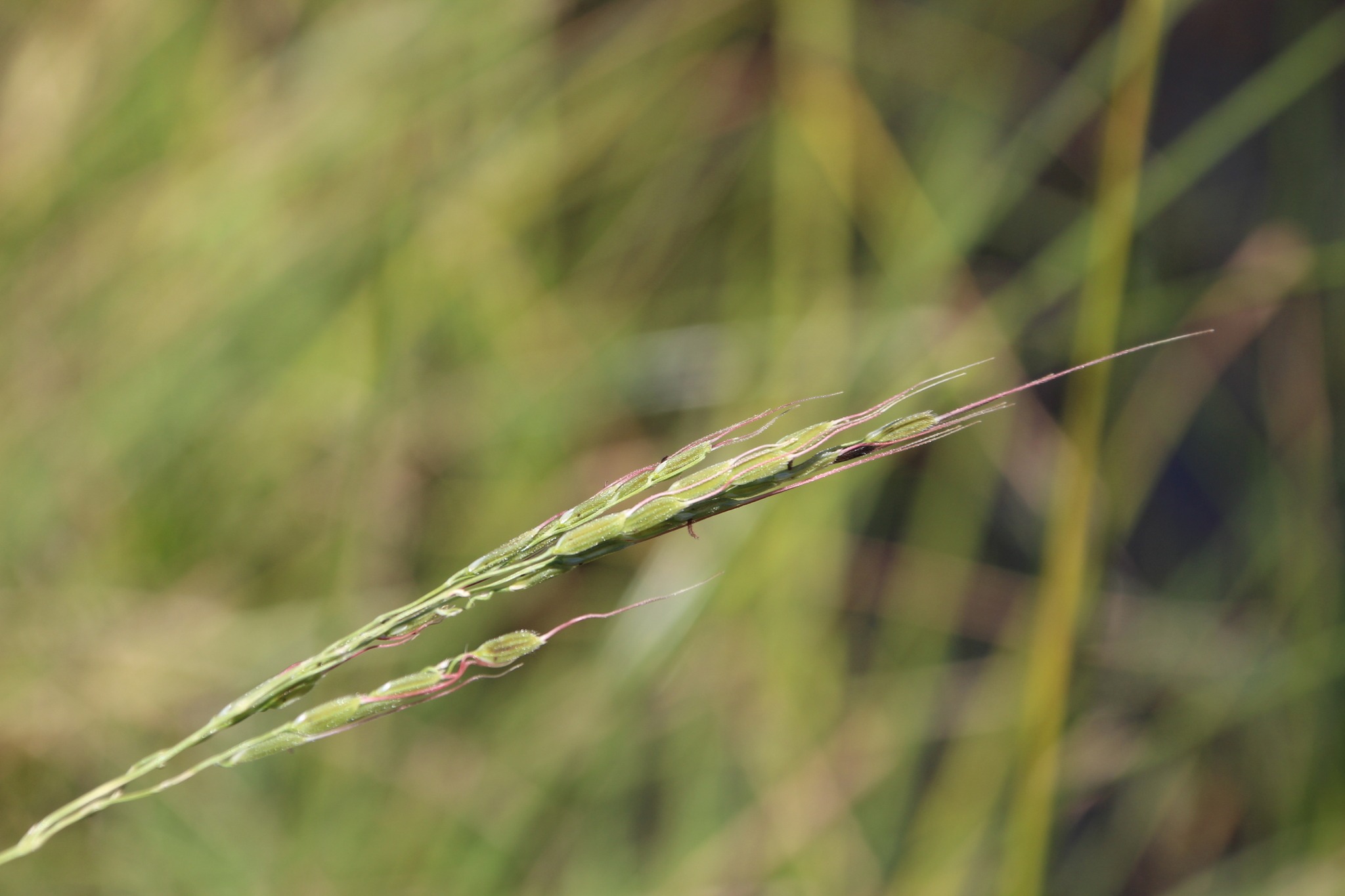 Oryza longistaminata