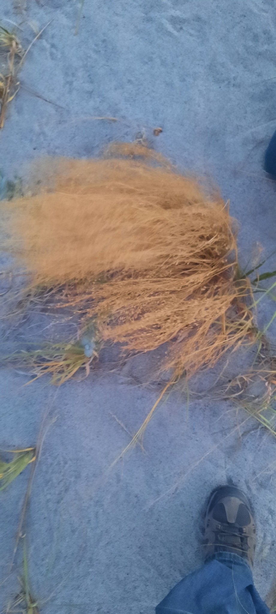 Oryza longistaminata