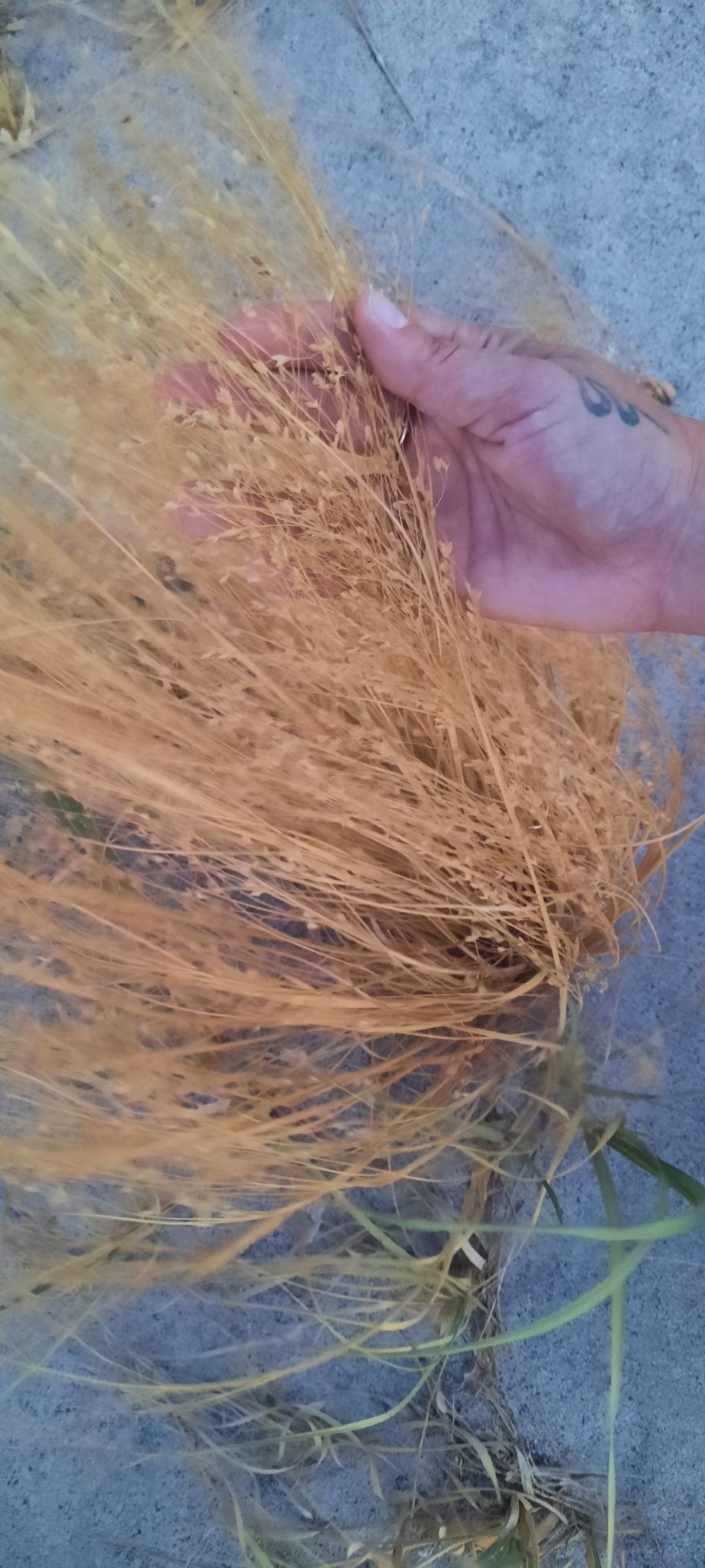 Oryza longistaminata