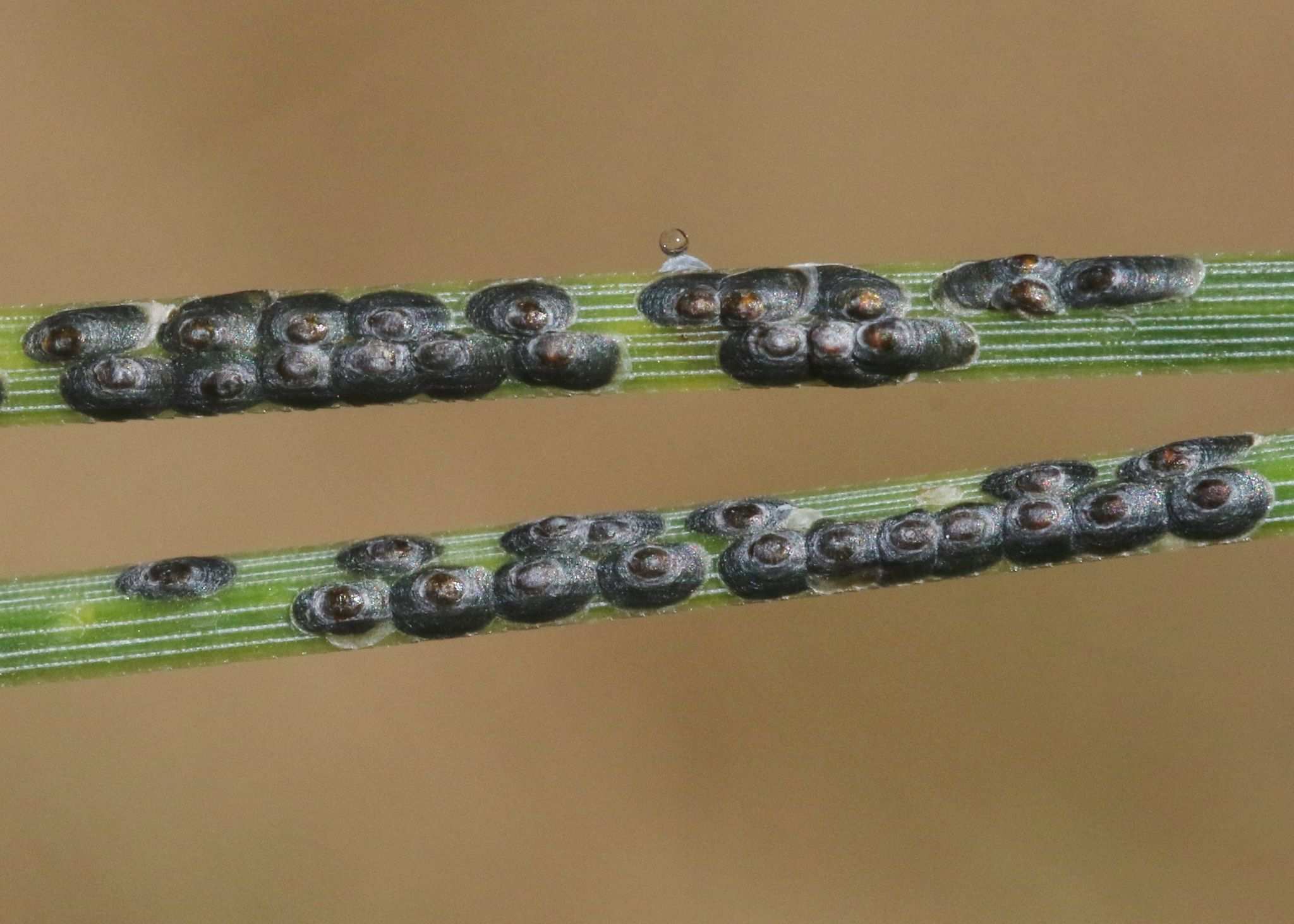 Dynaspidiotus