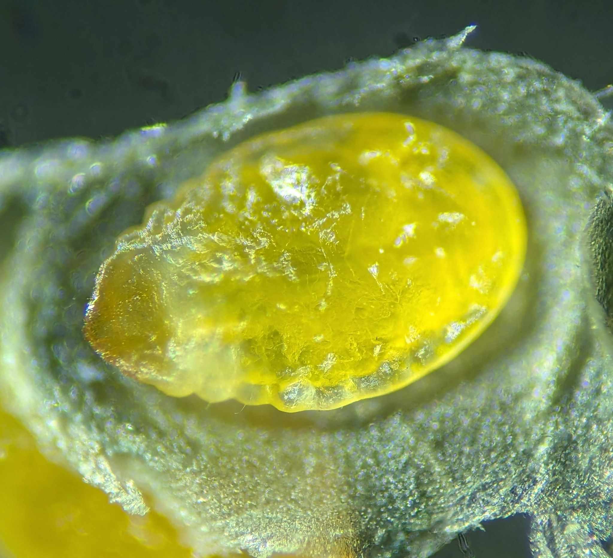 Dynaspidiotus