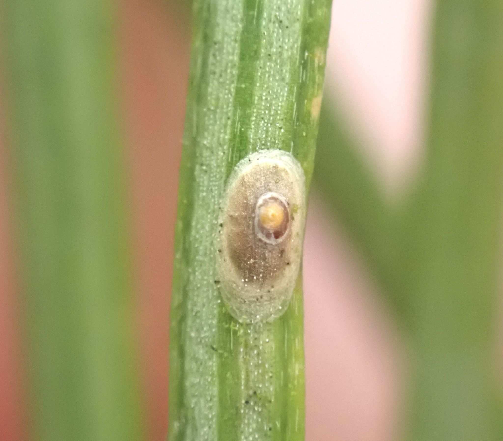 Dynaspidiotus