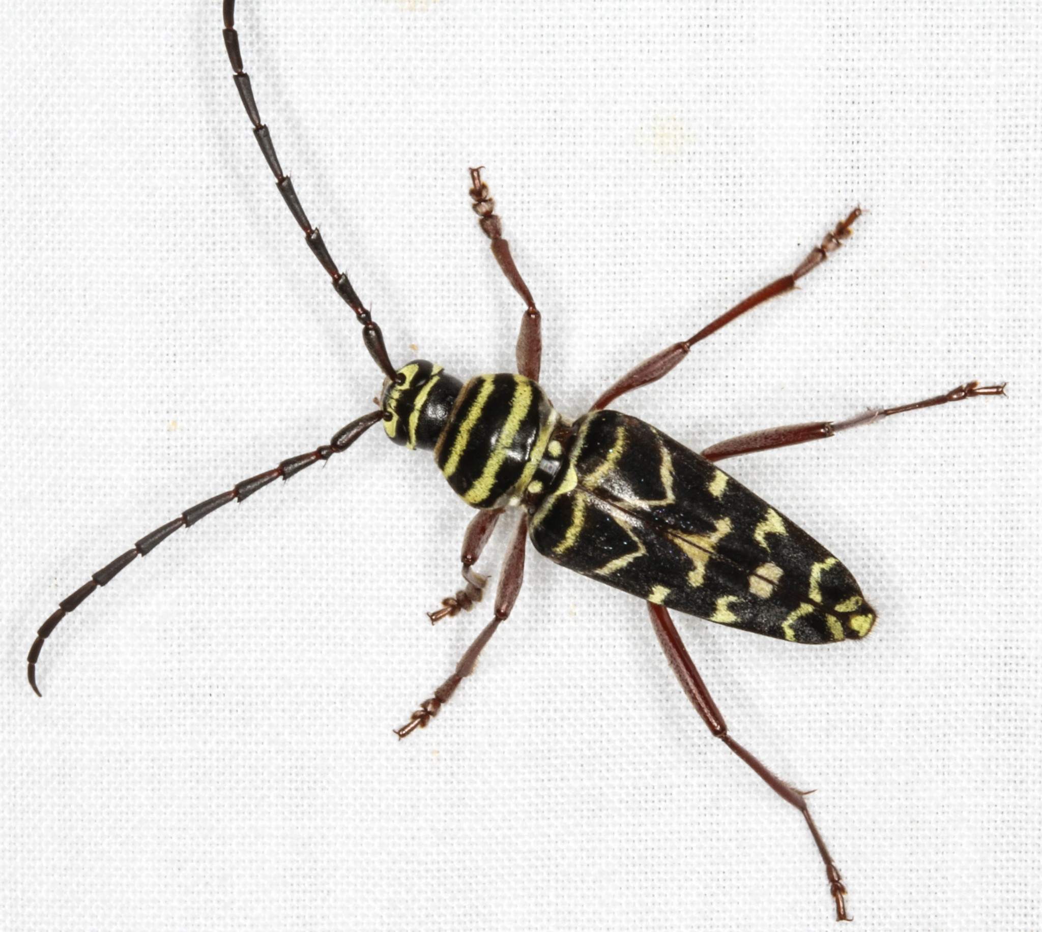 Megacyllene caryae