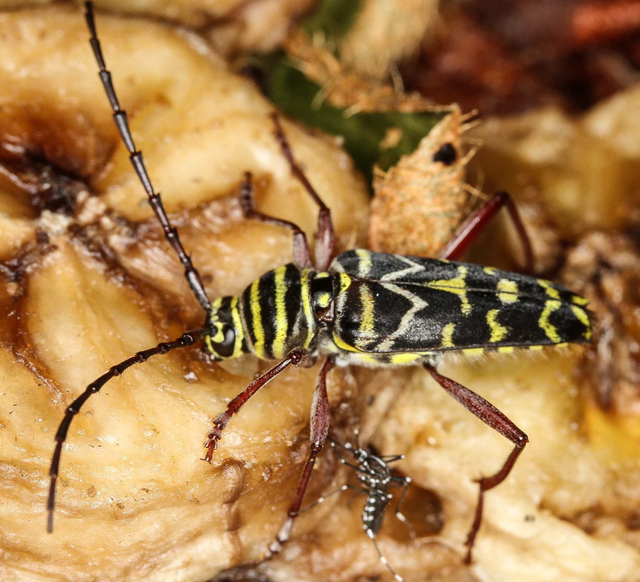Megacyllene caryae