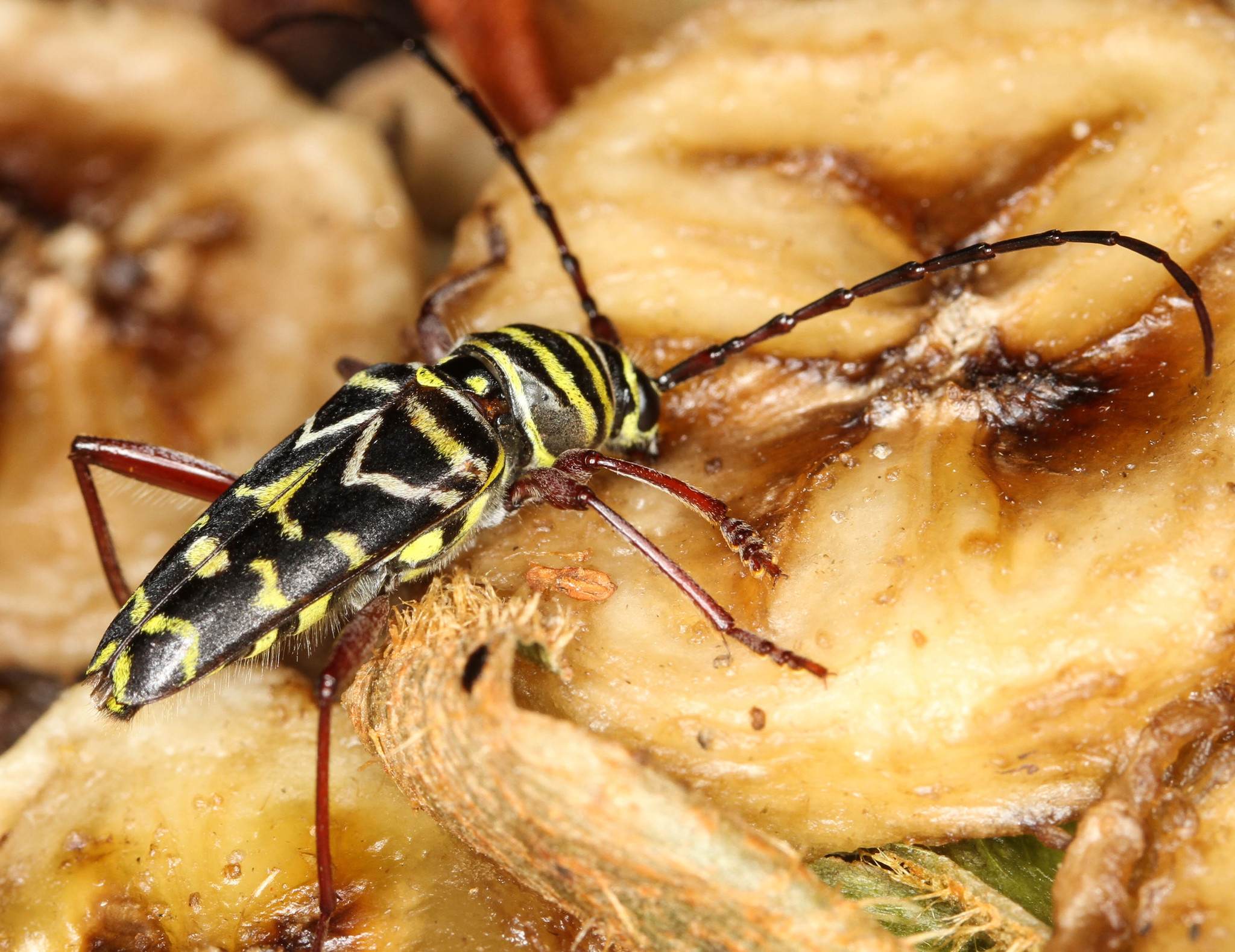 Megacyllene caryae