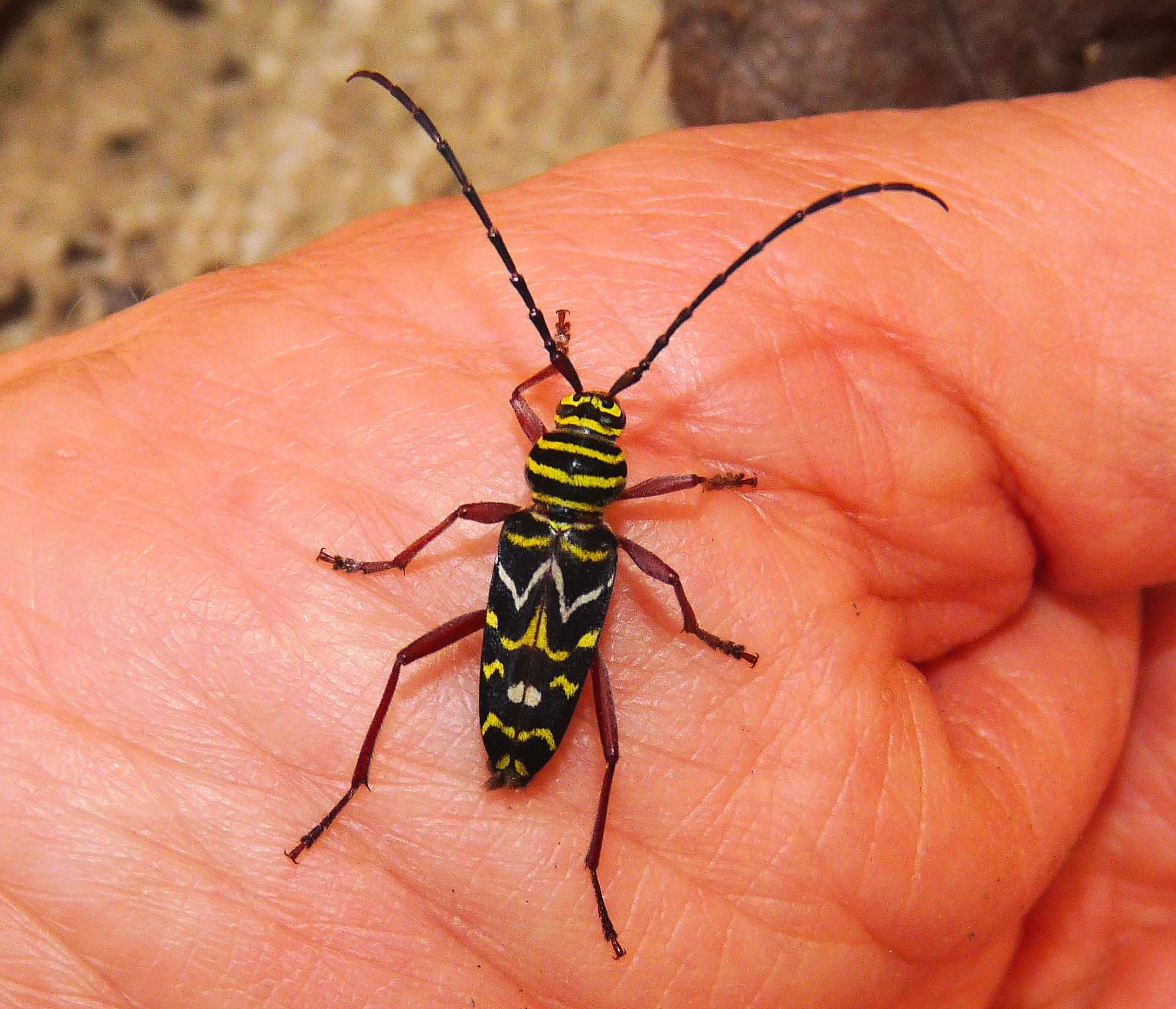 Megacyllene caryae