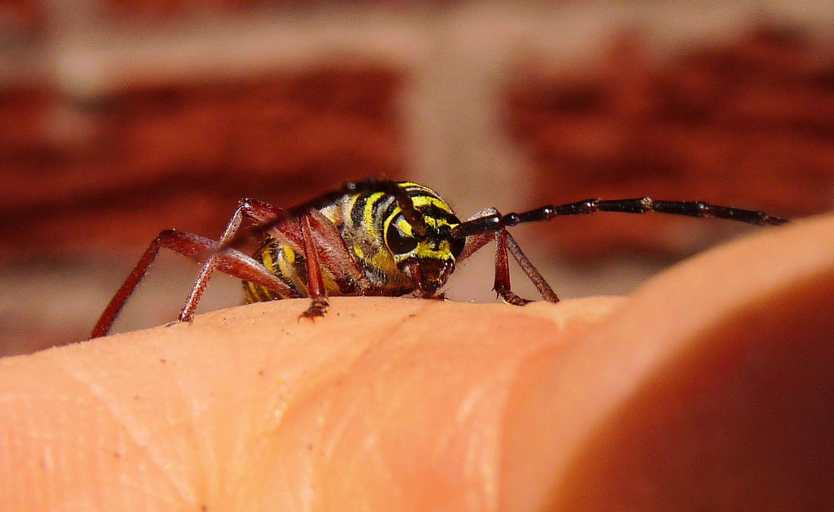 Megacyllene caryae