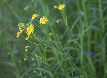 Senecio inaequidens
