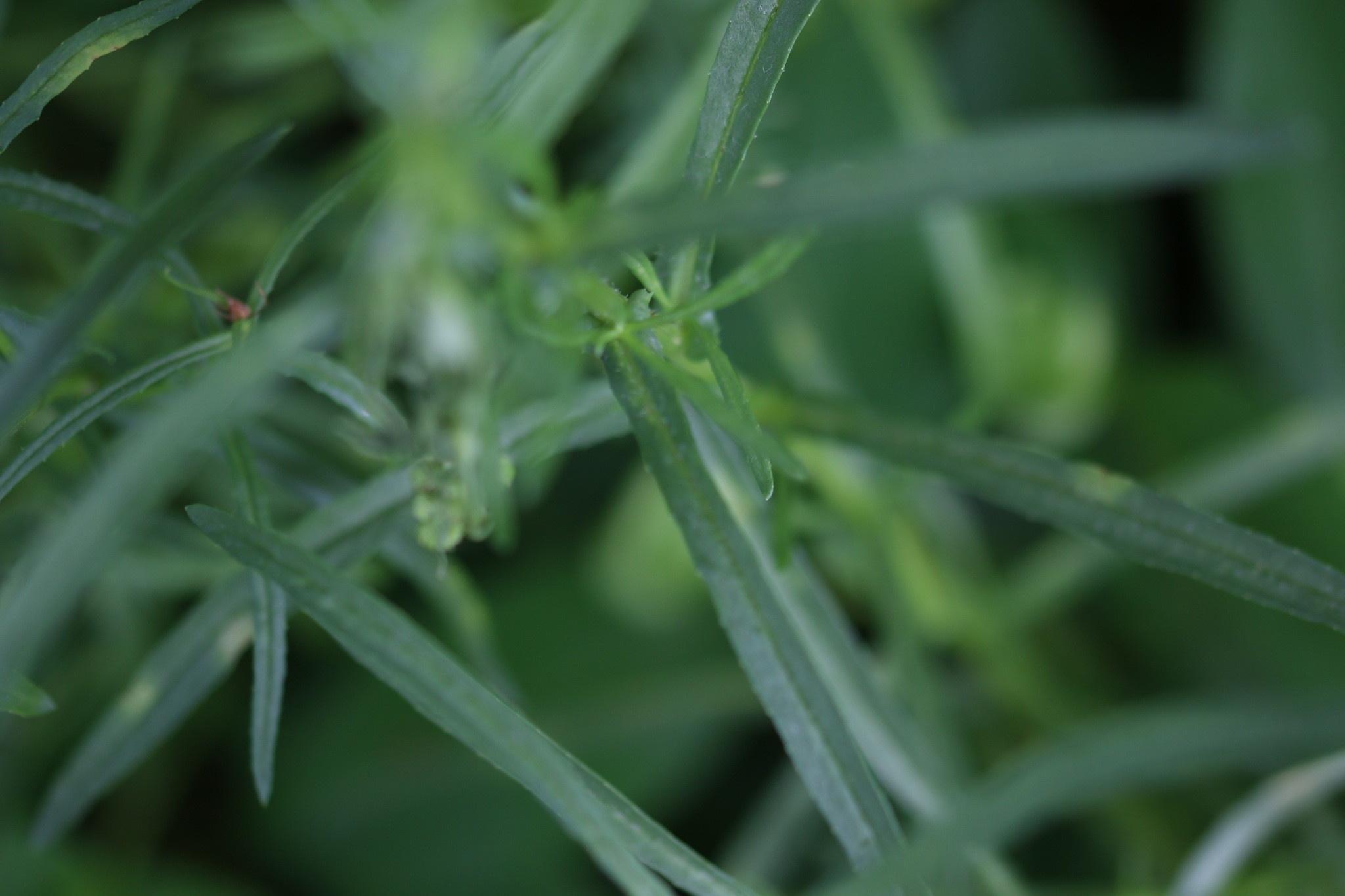 Senecio inaequidens