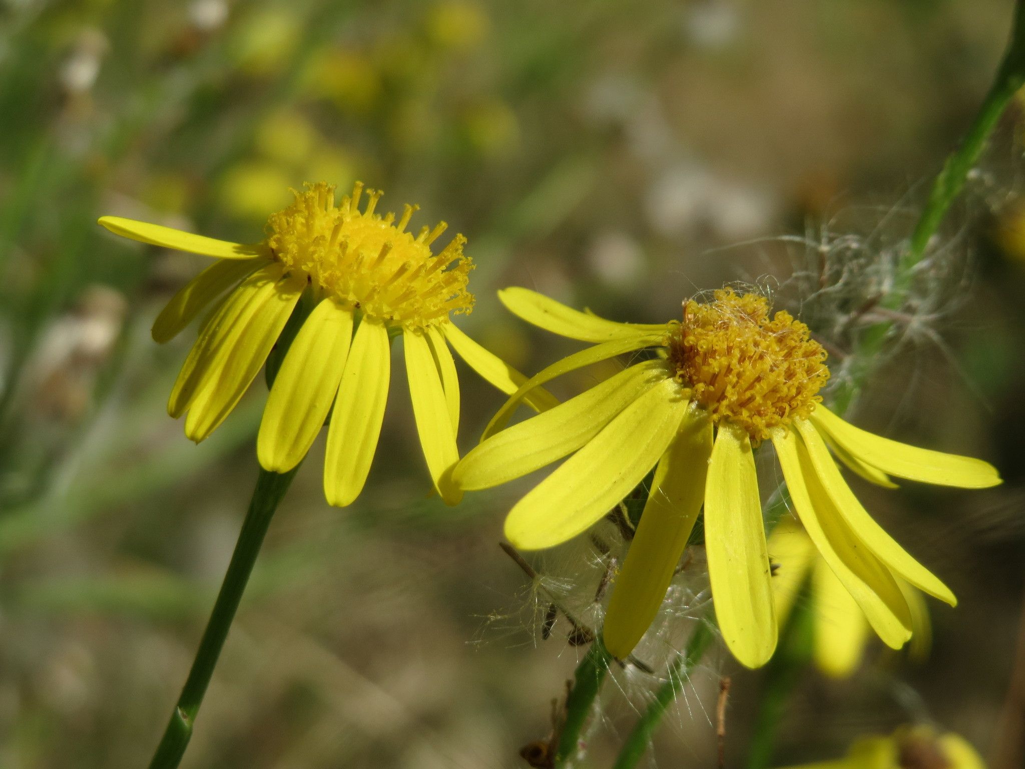 Senecio inaequidens