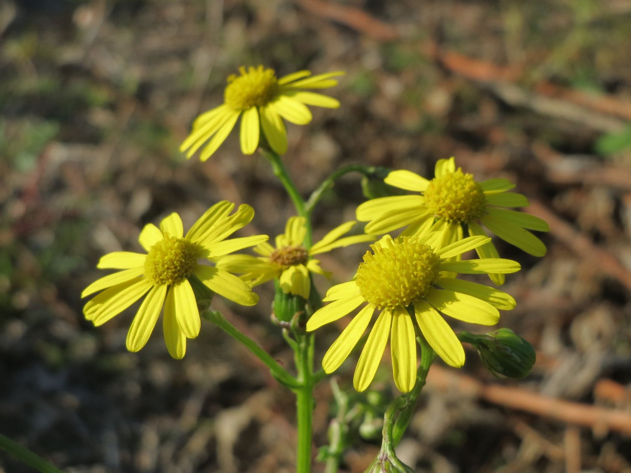 Senecio inaequidens