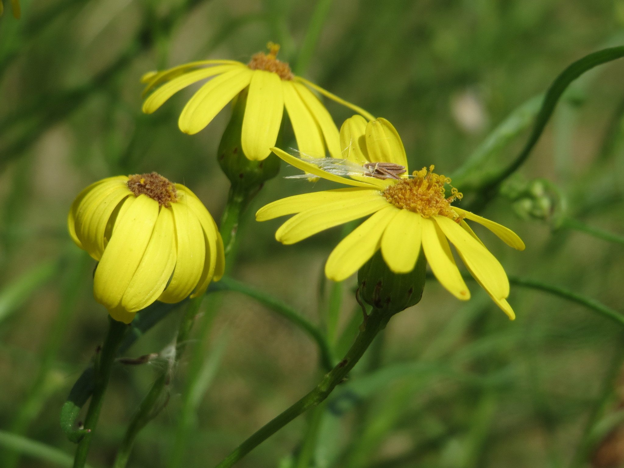 Senecio inaequidens