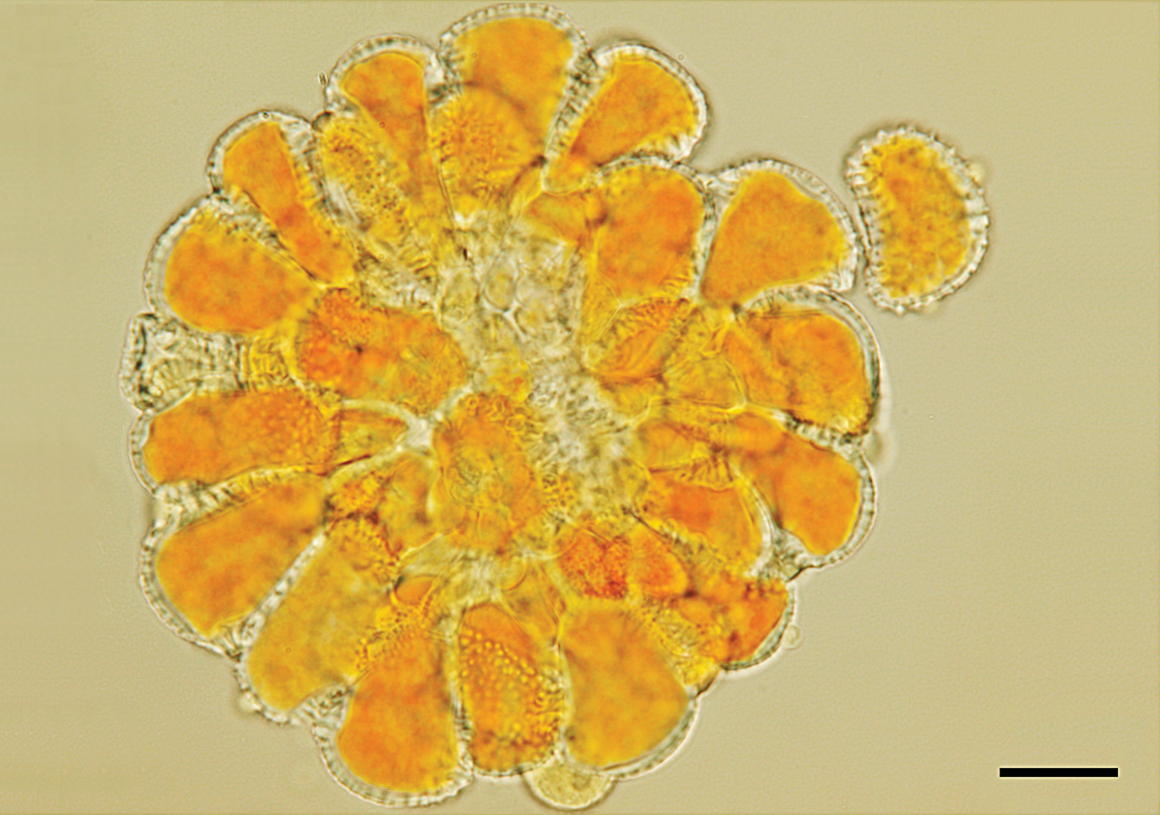 Hemileia vastatrix