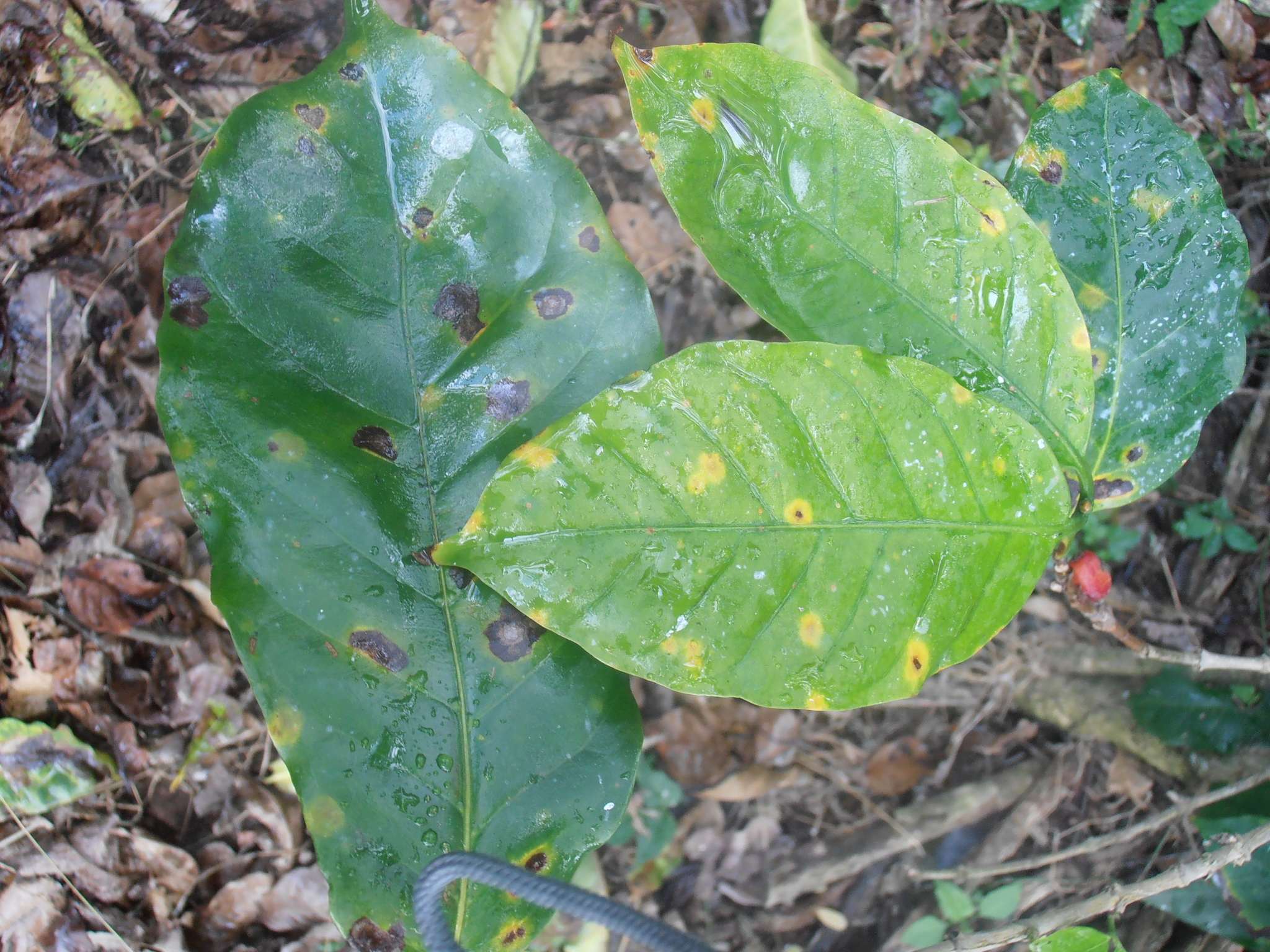Hemileia vastatrix