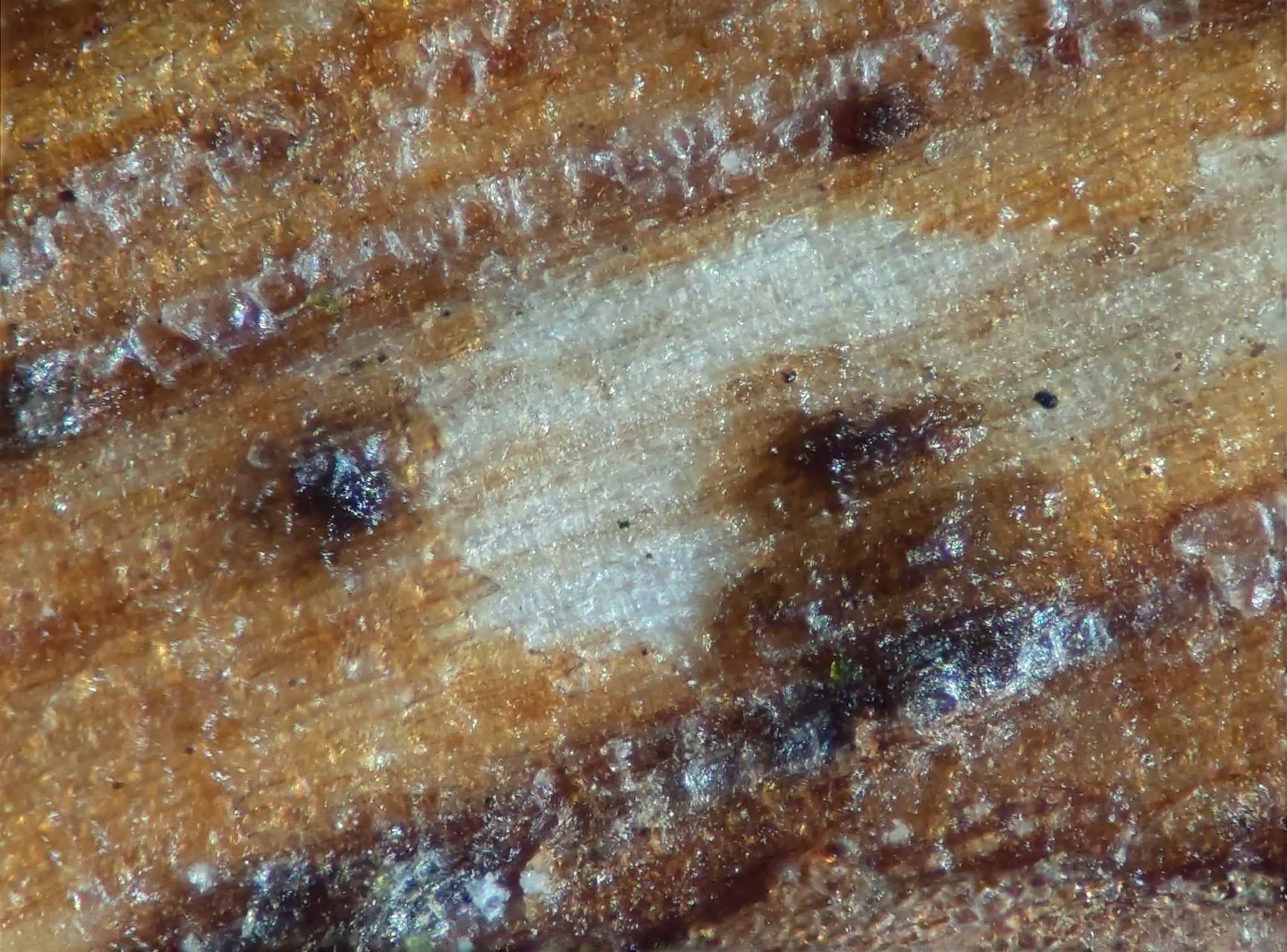 Seimatosporium lichenicola
