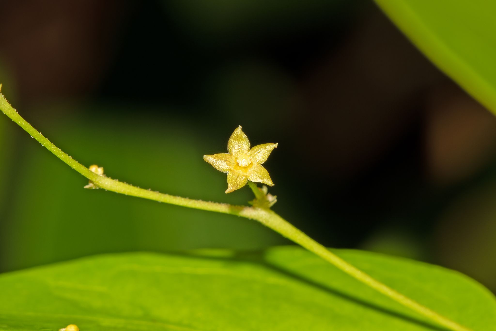 Vincetoxicum flexuosum