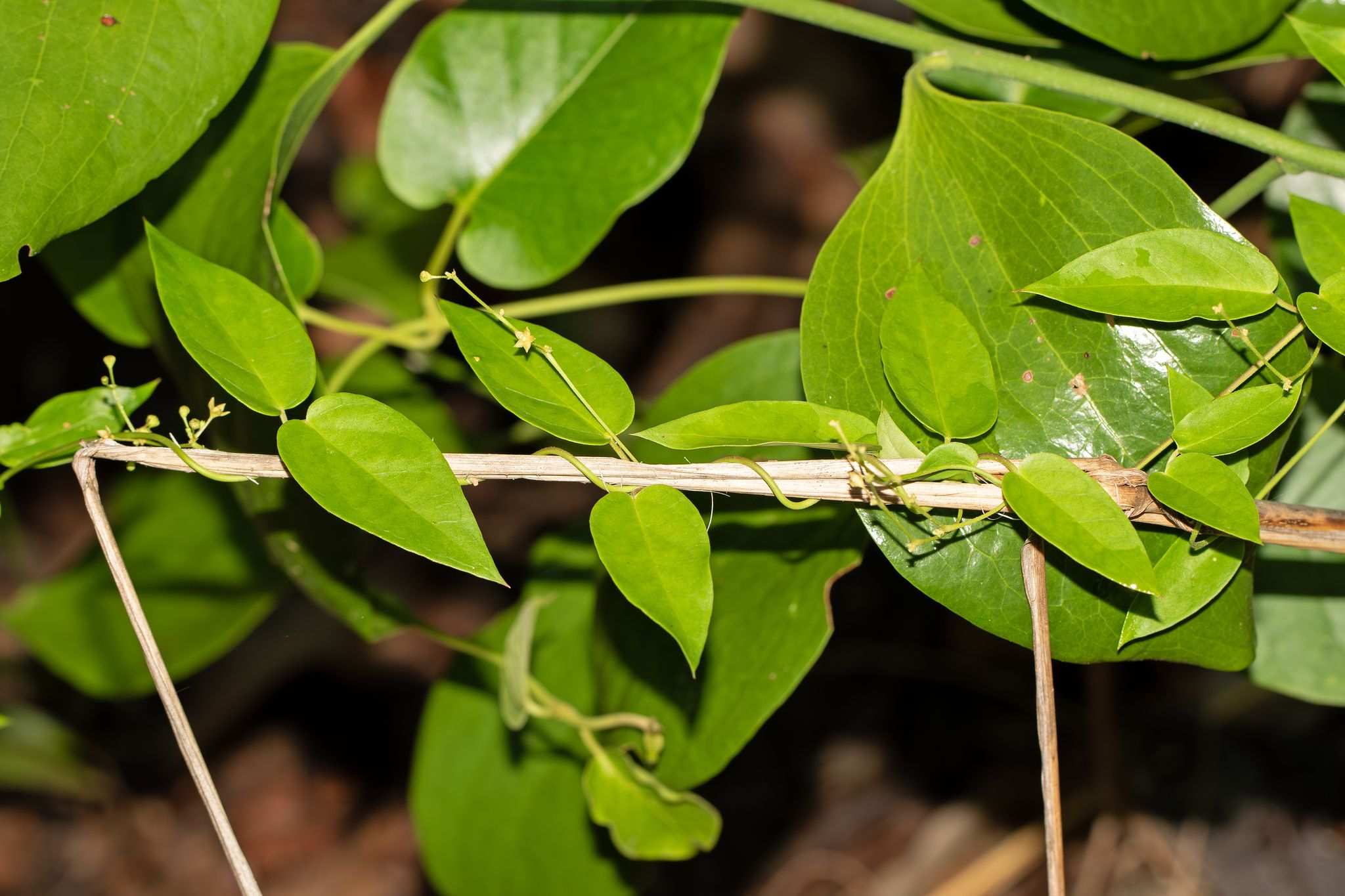 Vincetoxicum flexuosum