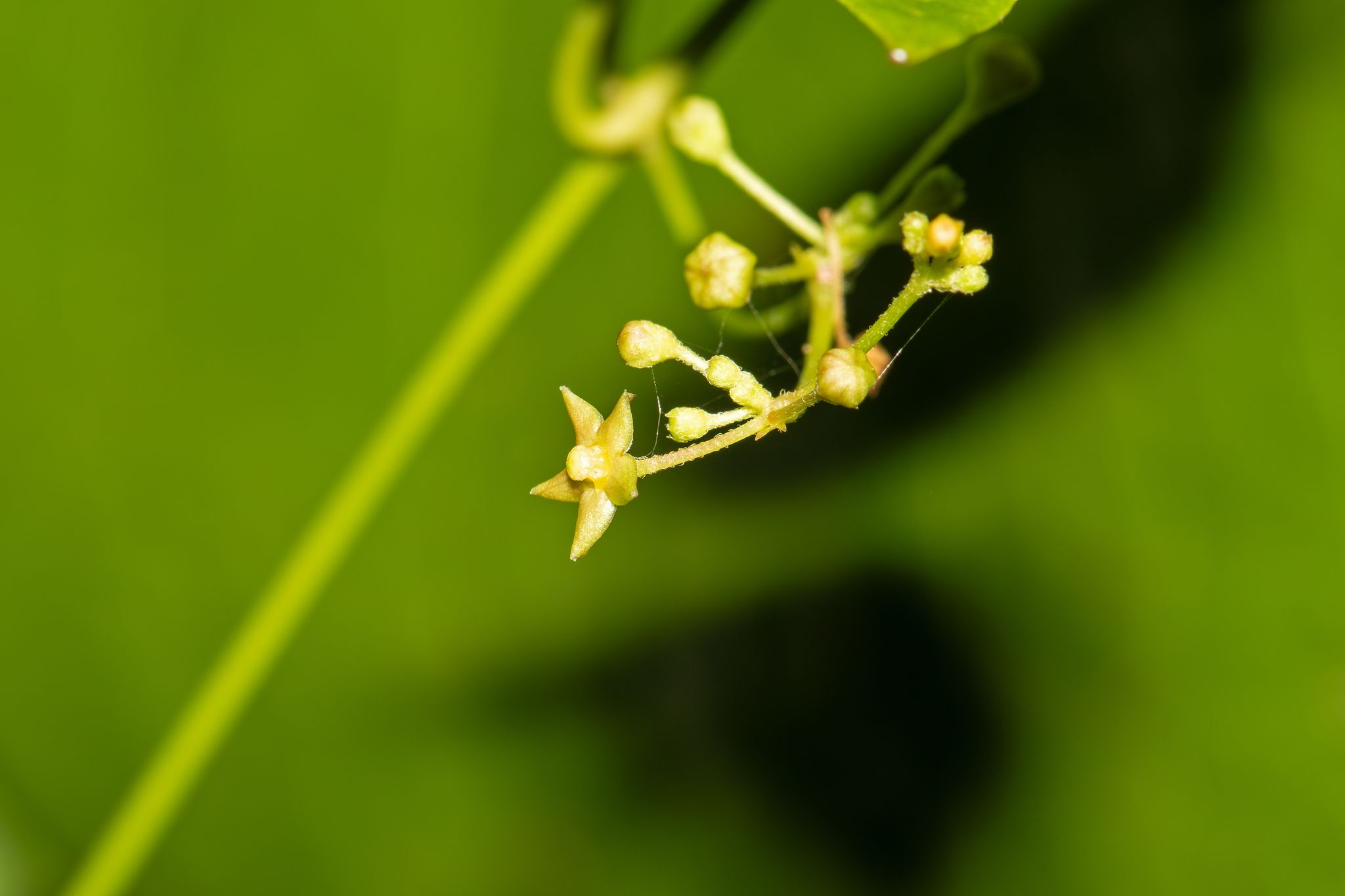 Vincetoxicum flexuosum