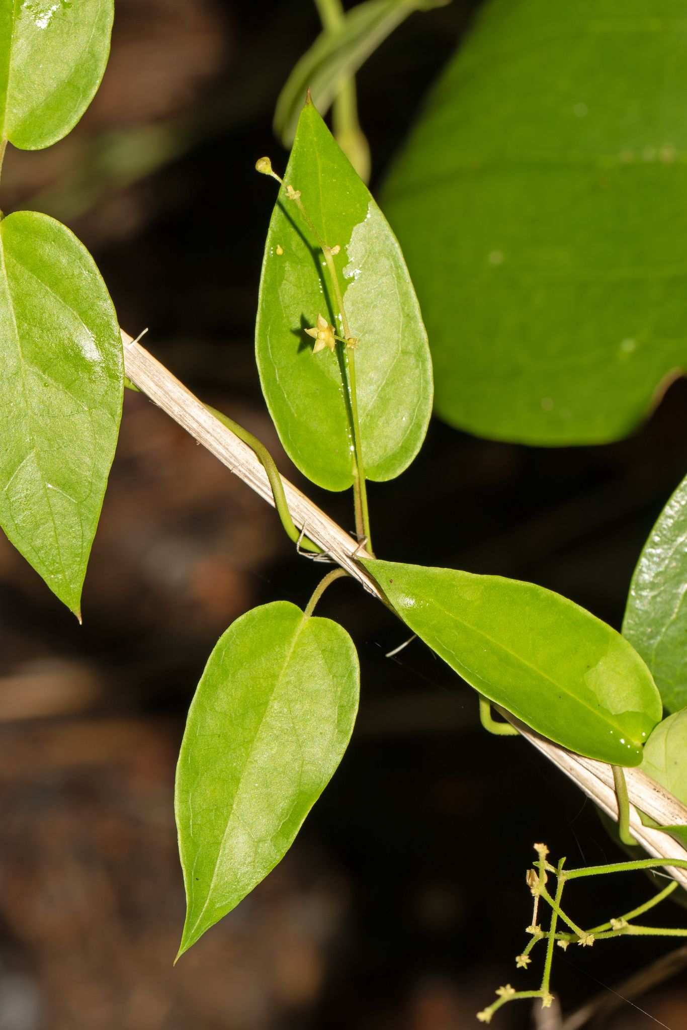 Vincetoxicum flexuosum