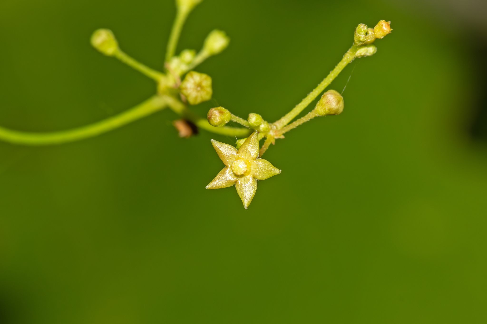 Vincetoxicum flexuosum