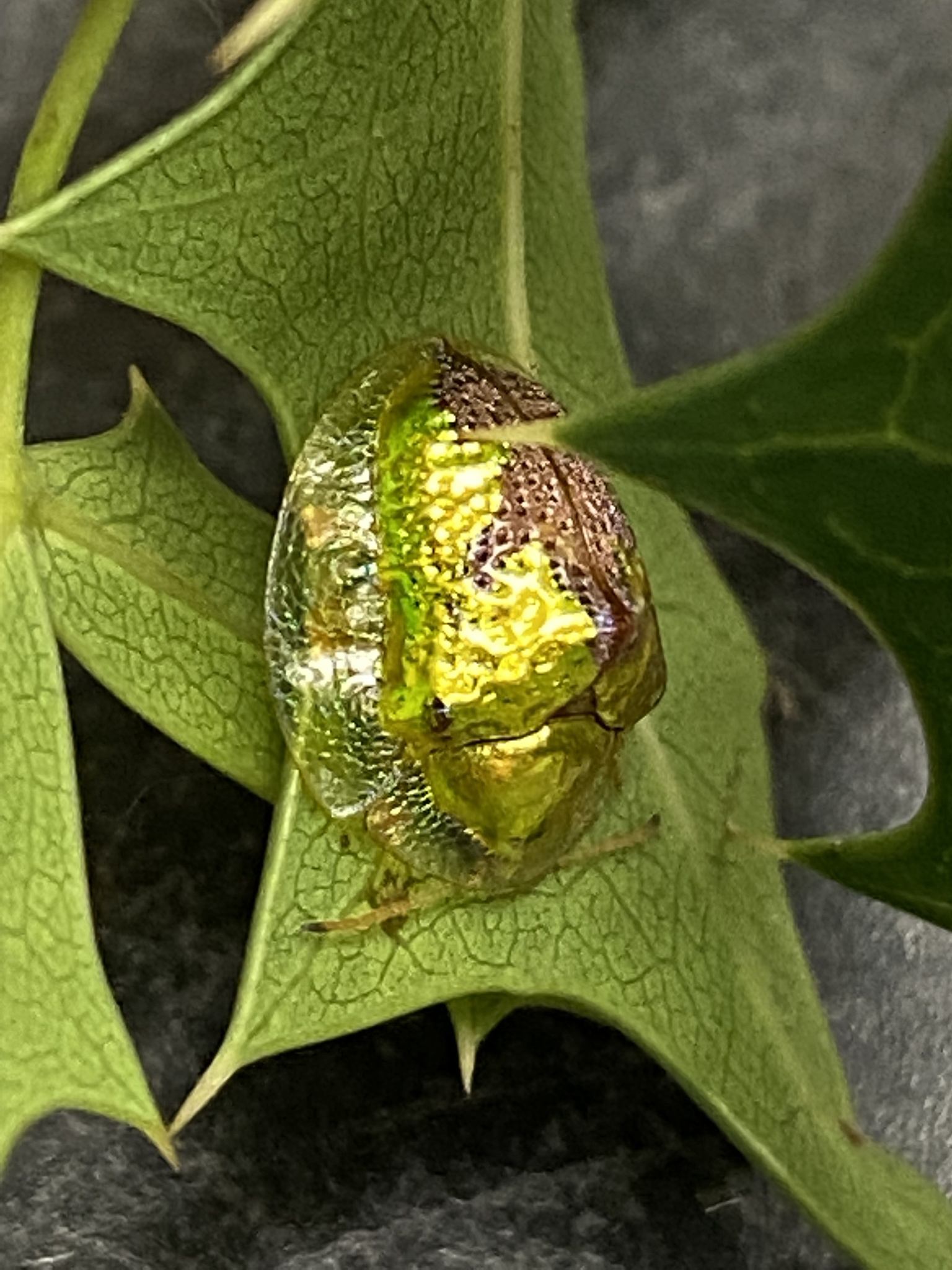 Coptocycla