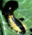 Coptocycla