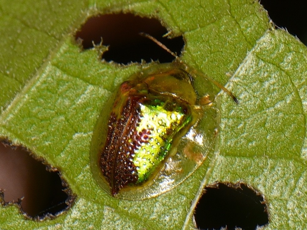 Coptocycla