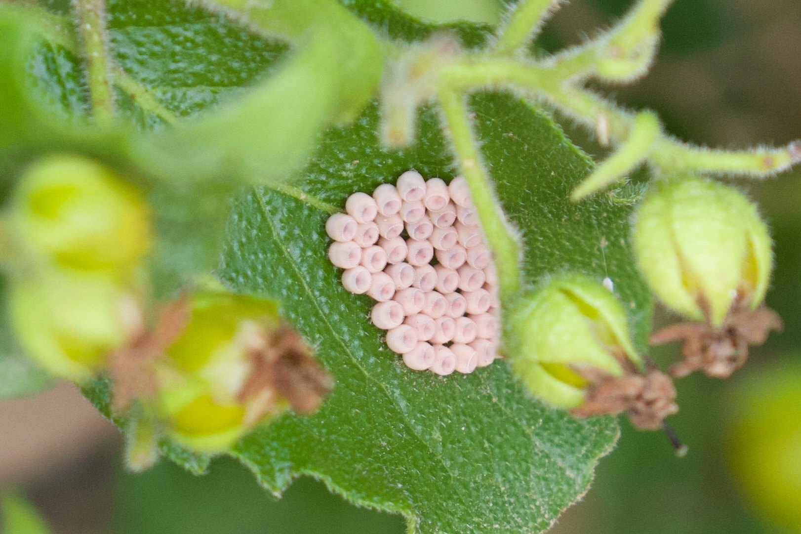 Coptocycla