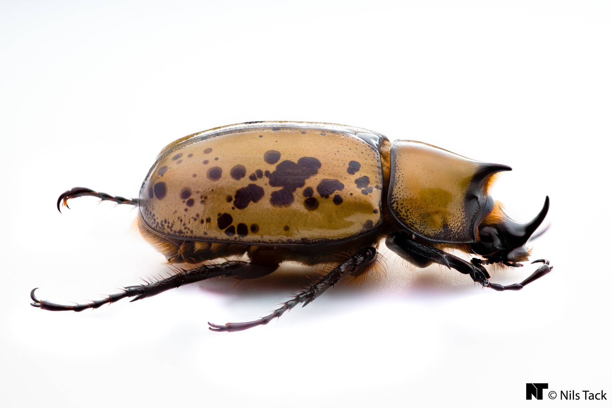 Dynastes