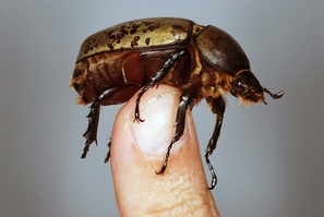 Dynastes