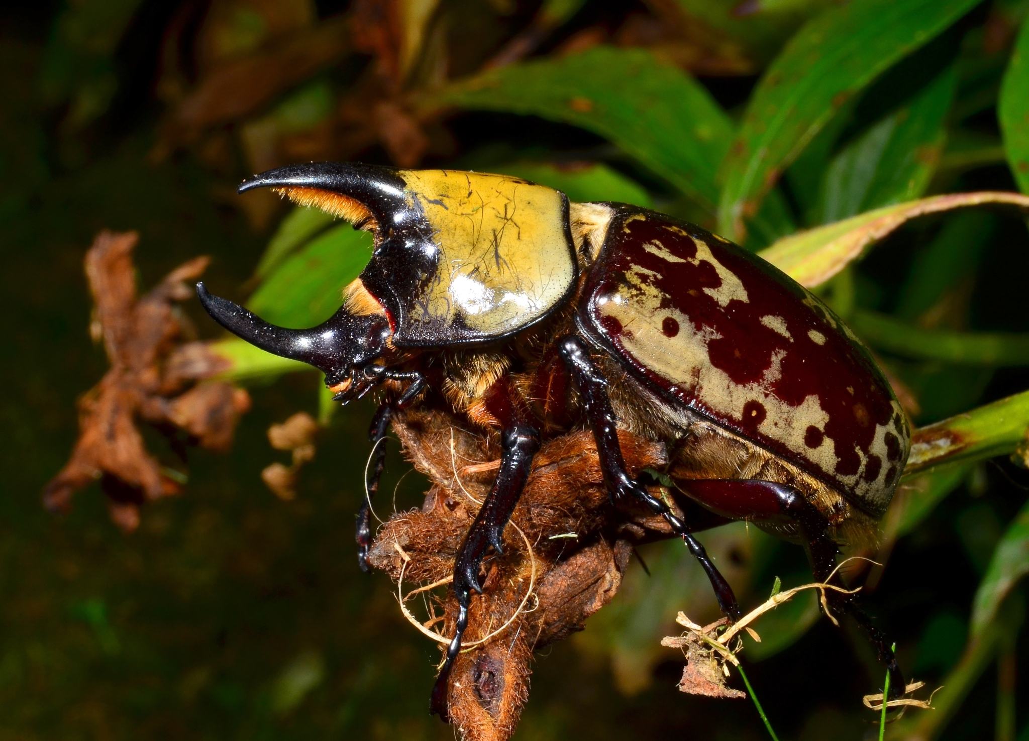Dynastes