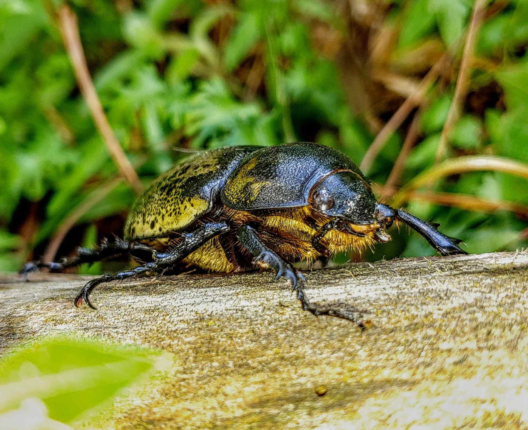 Dynastes
